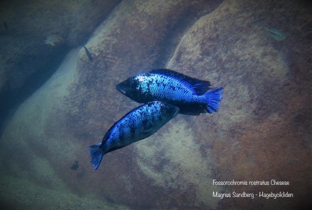 Fossorochromis rostratus