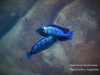 Fossorochromis rostratus