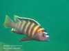 Metriaclima sp. ‚zebra patricky‘