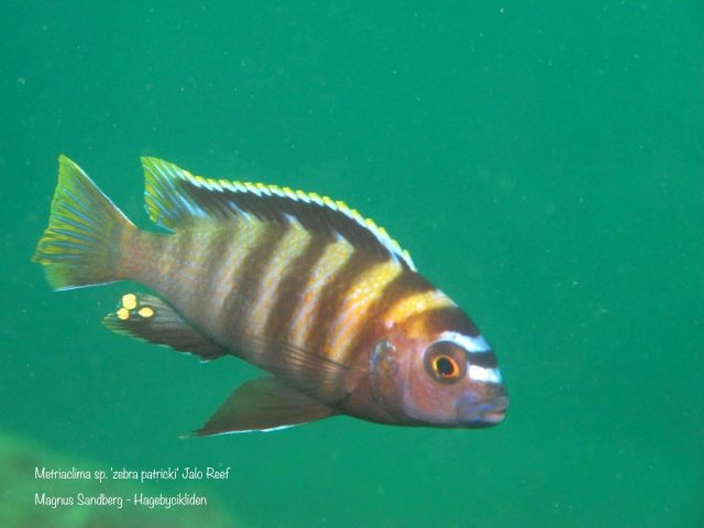 Metriaclima sp. ‚zebra patricky‘