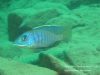 Mylochromis sp. ,lateristriga‘