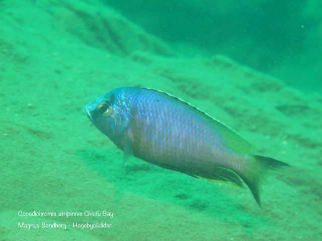 Copadichromis atripinnis Chiofu 