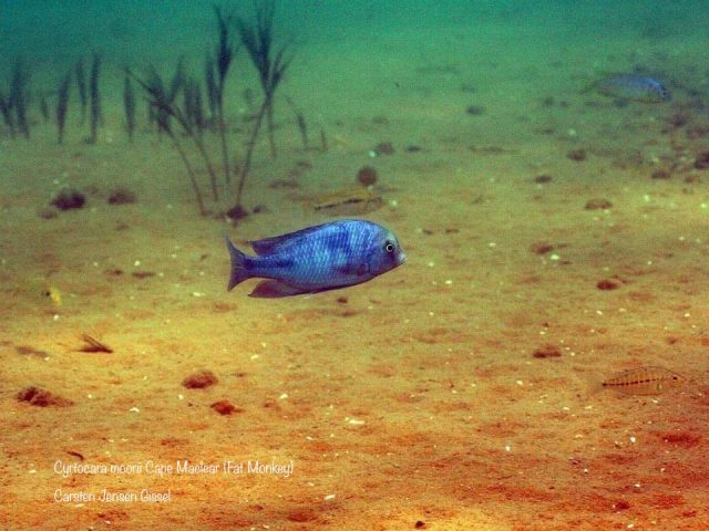 Cyrtocara moorii