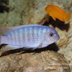 Labeotropheus fuelleborni (13)