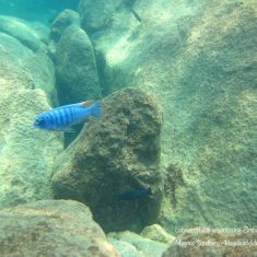 Labeotropheus artatorostris