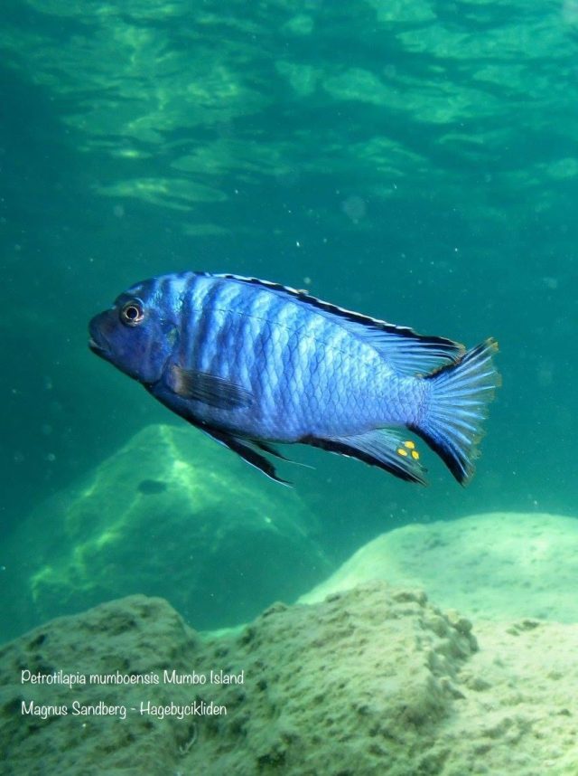 Petrotilapia mumboensis