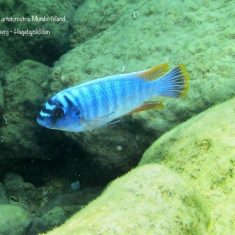 Labeotropheus artatorostris