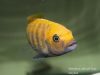 Metriaclima sp. ‚zebra gold‘