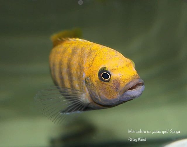 Metriaclima sp. ‚zebra gold‘