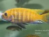 Metriaclima sp. ‚zebra gold‘ Sanga