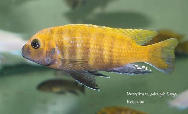 Metriaclima sp. ‚zebra gold‘ Sanga
