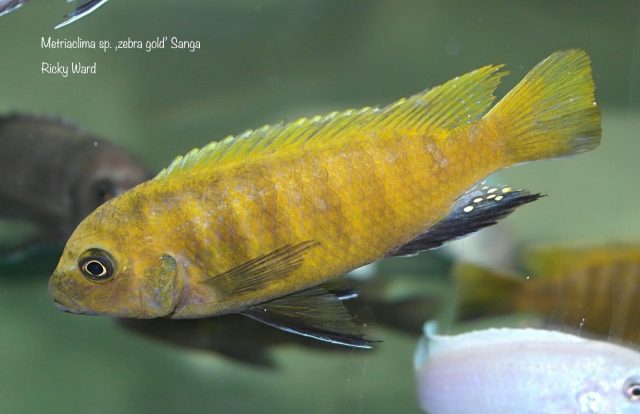 Metriaclima sp. ‚zebra gold‘ Sanga