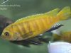 Metriaclima sp. ‚zebra gold‘ Sanga
