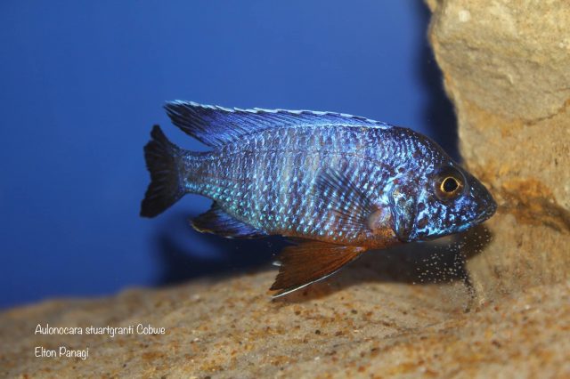 Aulonocara stuartgranti Cobwe (samec)