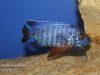 Aulonocara stuartgranti Cobwe (samec)