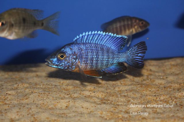 Aulonocara stuartgranti Cobwe (samec)