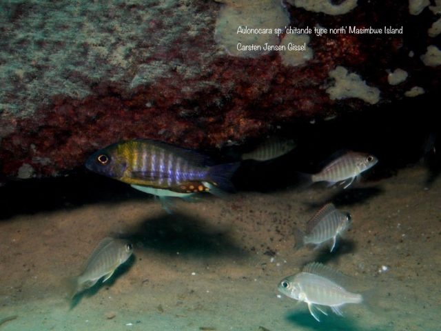 Aulonocara sp. ‚chitande type north‘ Masimbwe Island