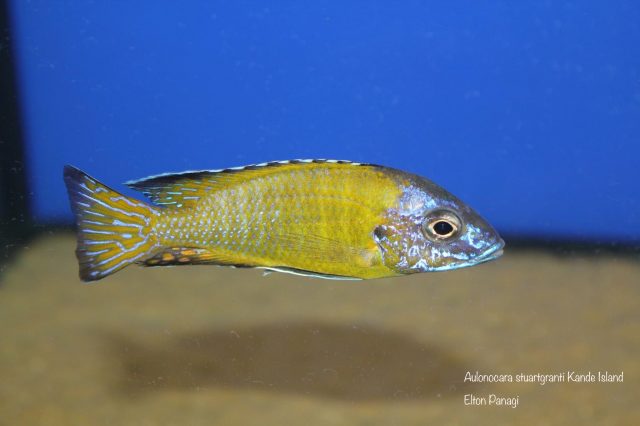 Aulonocara stuartgranti