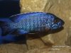 Aulonocara stuartgranti Cobwe (samec)