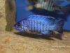Aulonocara stuartgranti