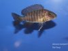 Aulonocara stuartgranti Cobwe (samice)
