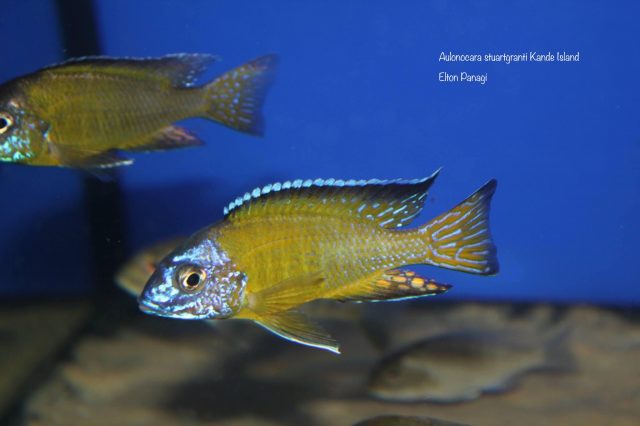 Aulonocara stuartgranti Kande Island