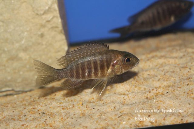 Aulonocara stuartgranti Cobwe (samice)