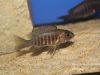 Aulonocara stuartgranti Cobwe (samice)