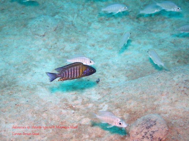 Aulonocara sp. ‚chitande type north‘