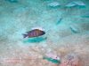 Aulonocara sp. ‚chitande type north‘