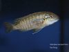 Iodotropheus stuartgranti Gome (samice)