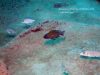 Aulonocara sp. ‚chitande type north‘ Masimbwe Island