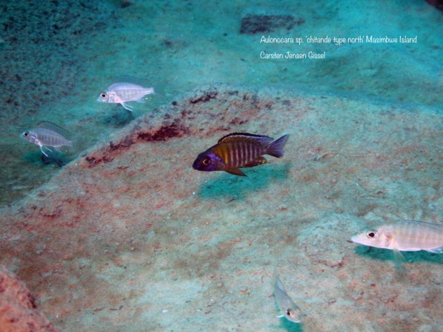 Aulonocara sp. ‚chitande type north‘ Masimbwe Island