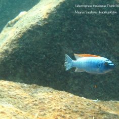 Labeotropheus trewavasae