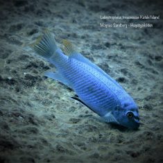Labeotropheus trewavasae