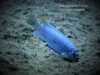 Labeotropheus trewavasae