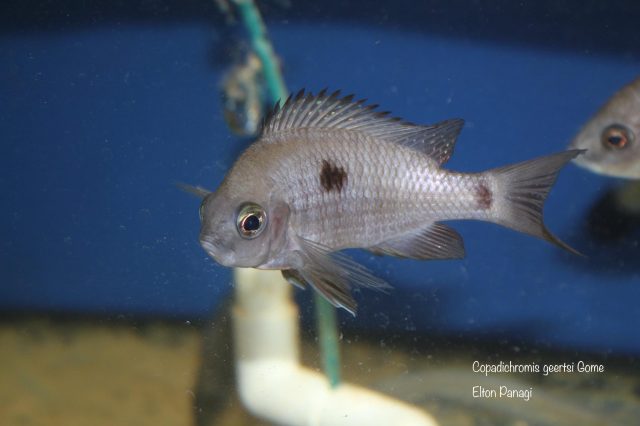 Copadichromis geertsi Gome  (samice)