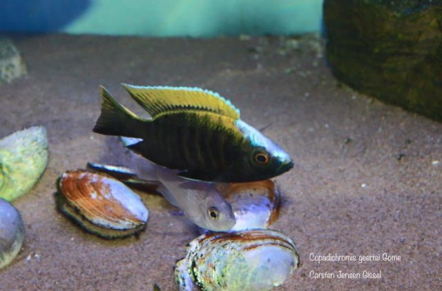 Copadichromis geertsi Gome 