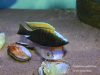 Copadichromis geertsi Gome 
