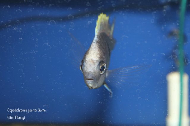 Copadichromis geertsi Gome 