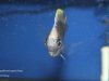 Copadichromis geertsi Gome 