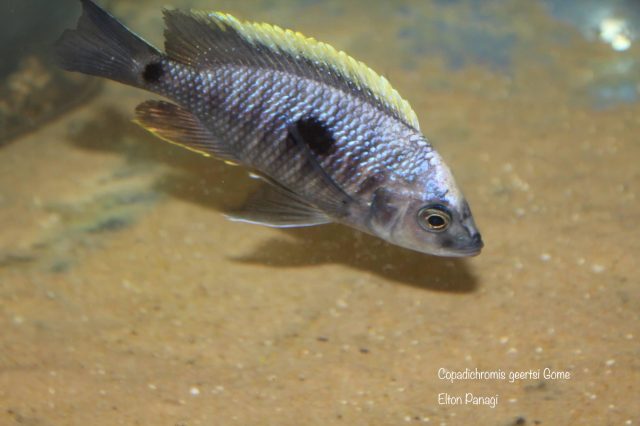 Copadichromis geertsi Gome 