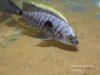 Copadichromis geertsi Gome 