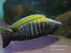 Copadichromis geertsi