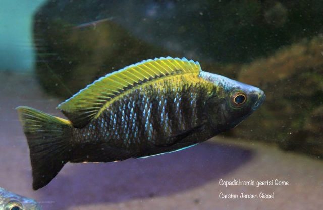 Copadichromis geertsi