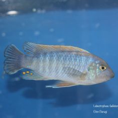 Labeotropheus fuelleborni (20)