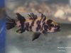 Metriaclima zebra Masinje (OB samice)