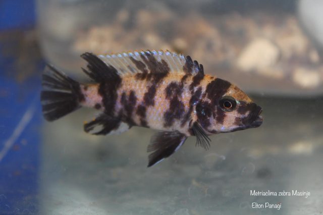 Metriaclima zebra Masinje (OB samice)