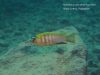 Metriaclima sp. ‚zebra patricki‘
