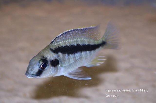Mylochromis sp. ,mollis north' Hora Mhango
